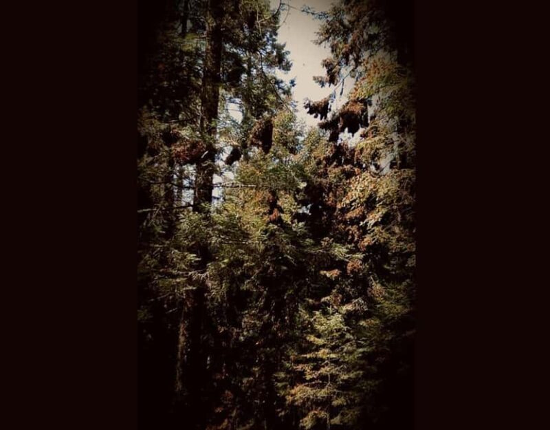 Monarch Butterfly - Final Thoughts