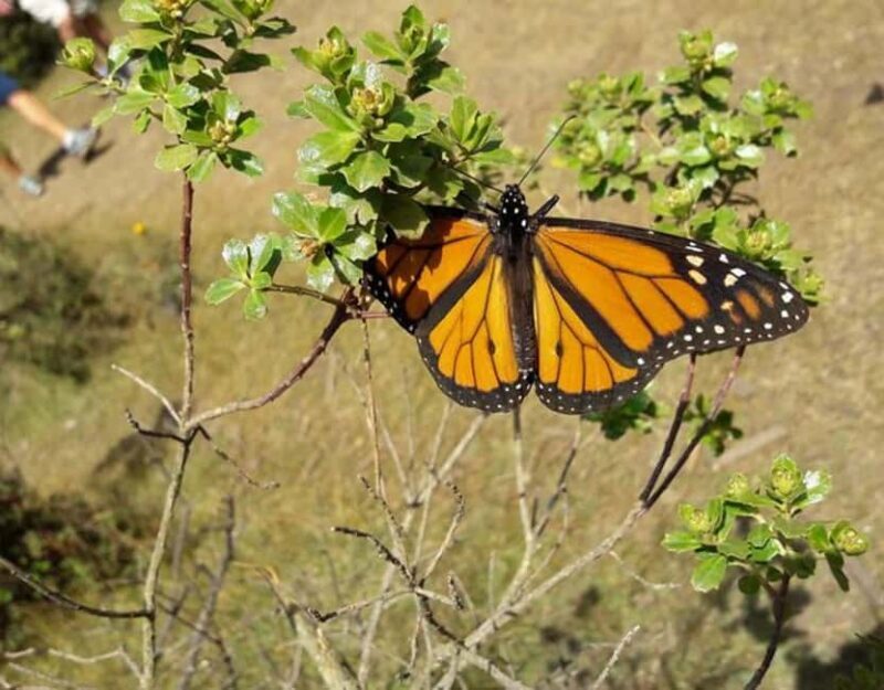 Monarch Butterfly - FAQ