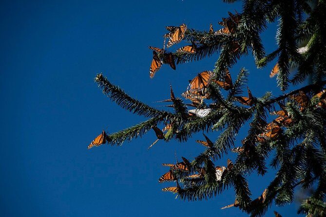 Monarch Butterfly Tour (Departing from Morelia) - Key Points