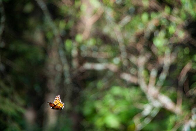 Monarch Butterfly Tour (Departing from Morelia) - Final Thoughts: Is This Tour Right for You?