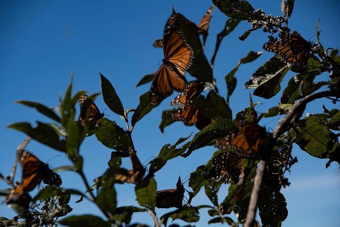 Monarch Butterfly Tour (Departing from Morelia) - FAQs
