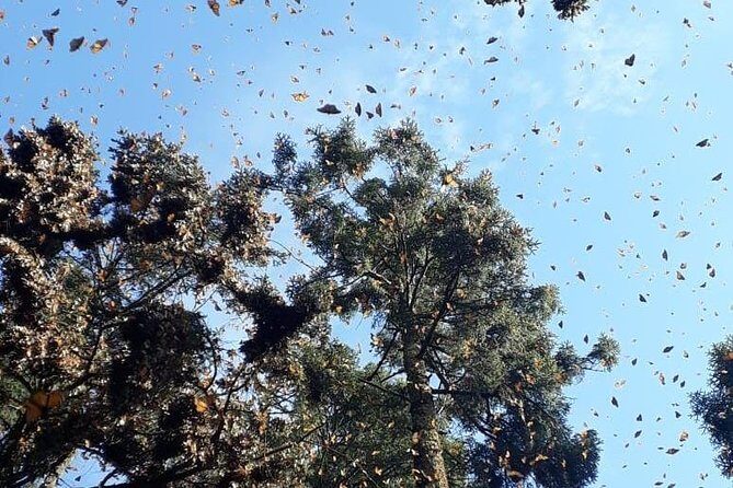 Monarch Butterfly Tour from Mexico City - FAQ