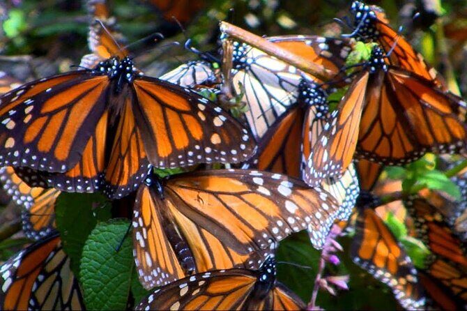 Monarch Butterfly Tour Mexico: Sierra Chuincua and Magic Town - Final Thoughts
