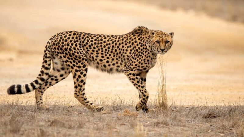 Monarto Safari Park: Cheetah Experience - Key Points
