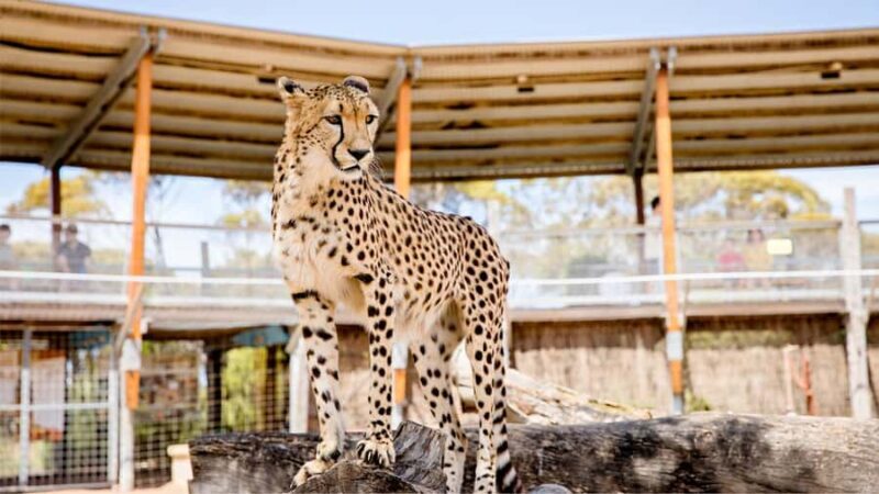 Monarto Safari Park: Cheetah Experience - An In-Depth Look at the Cheetah Experience