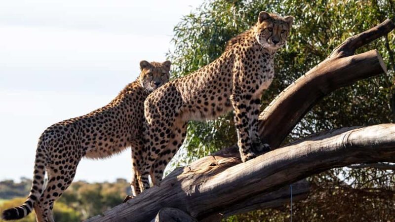 Monarto Safari Park: Cheetah Experience - Final Thoughts