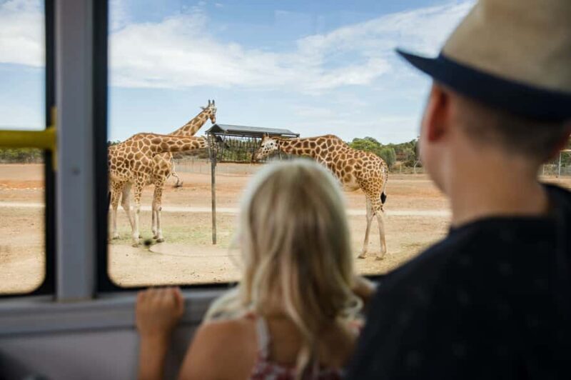 Monarto Safari Park: General Admission Tickets - An In-Depth Look at Your Day at Monarto Safari Park