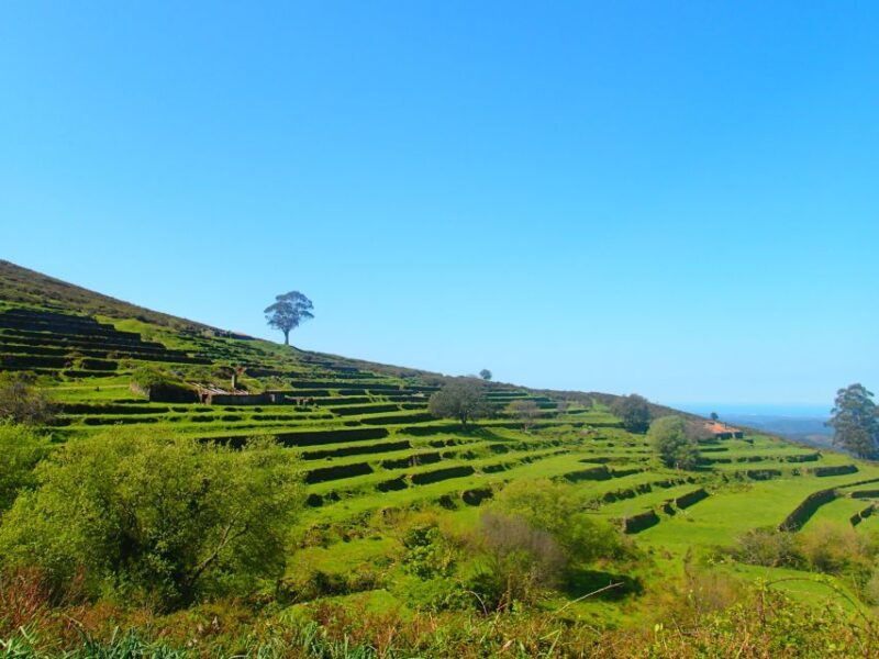 Monchique and Fóia: Half Day Tour - Key Points