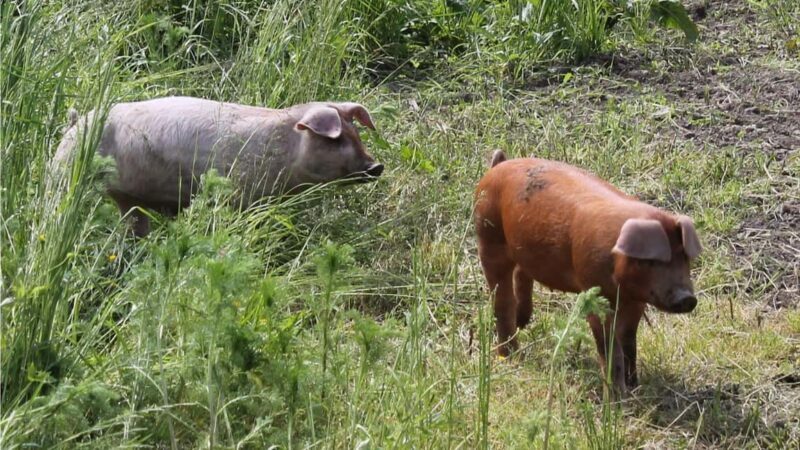 Mondsee: SEGWAY Easy Tour (1 hour) - Key Points