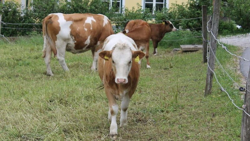 Mondsee: SEGWAY Irrsee tour (2.5 hours) - Key Points