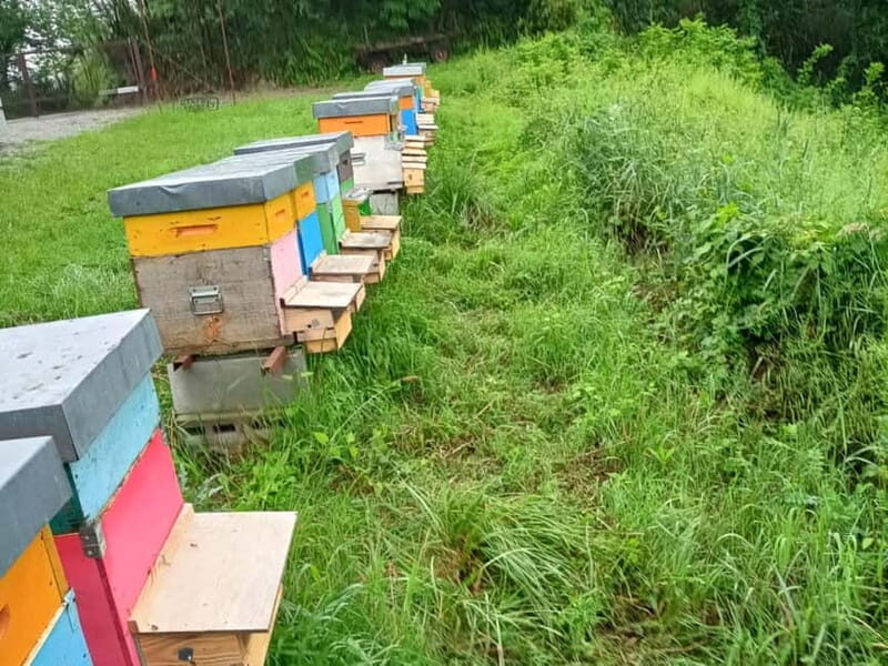 Monferrato: Honey and Mead Tasting Experience - Final Thoughts