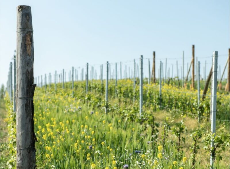 Monferrato: Wine Tour & Picnic in the Vineyards - Price and Value