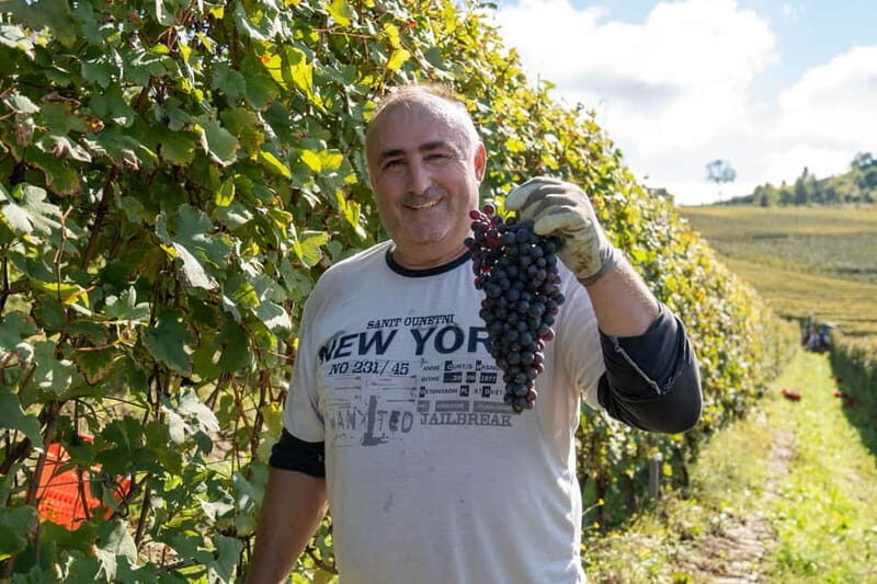 Monforte d'Alba: 7 glasses of Langhe with visit to Winery and Vineyards - What Could Be Better