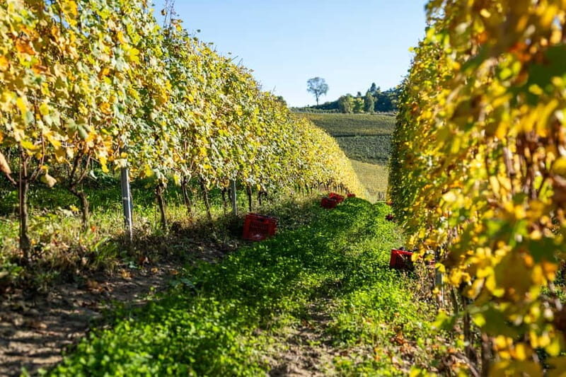 Monforte d'Alba: 7 glasses of Langhe with visit to Winery and Vineyards - FAQ