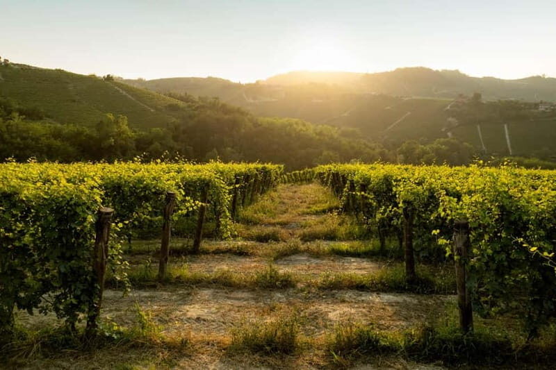 Monforte d'Alba: Wine Tasting, Cellar Visit, and Vineyard Tour - Who Is This Tour Best For?