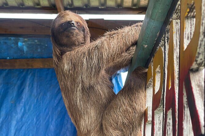 Monkeys and sloths, private tour , and beach - An honest look at the experience