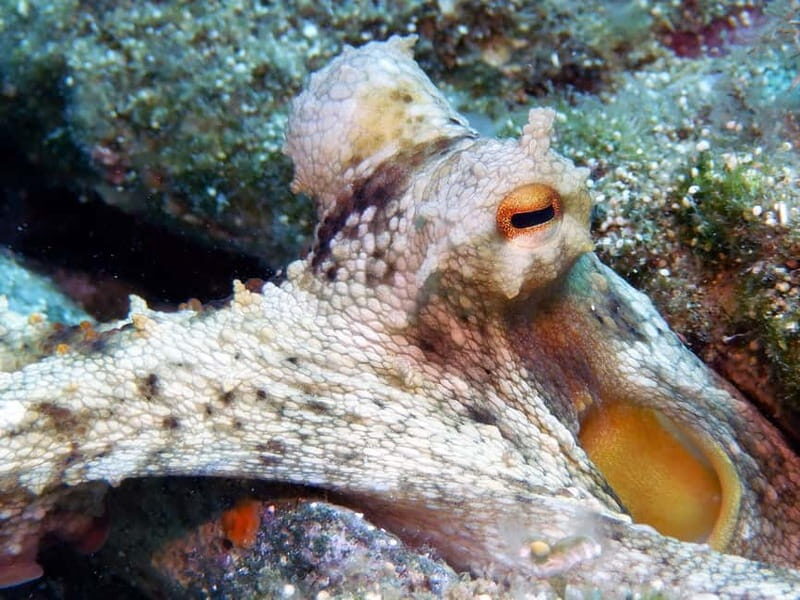 Mononaftis: Certified Scuba Diving - The Practicalities: Equipment, Costs, and Group Size