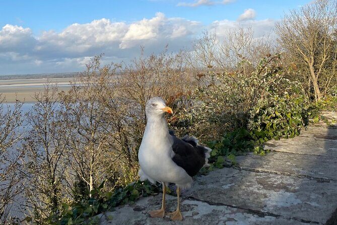 Mont St Michel and Abbey Visit Small Group with Cider Tasting - The Experience in Detail: What to Expect
