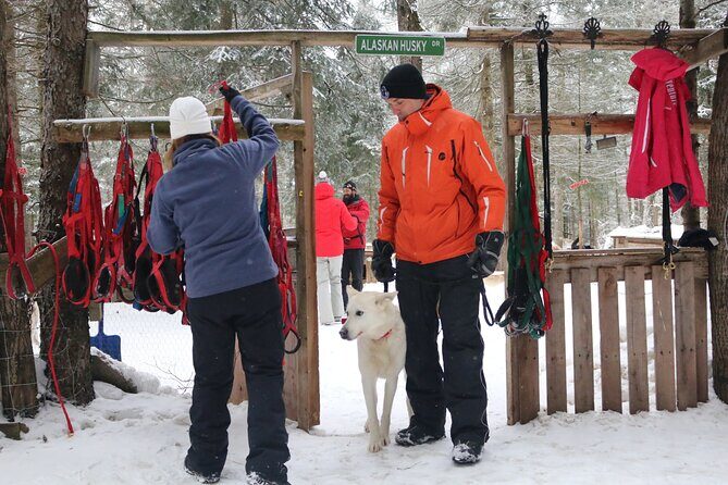 Mont Tremblant Dogsledding Valley Adventure - What to Expect from the Mont Tremblant Dogsledding Valley Adventure