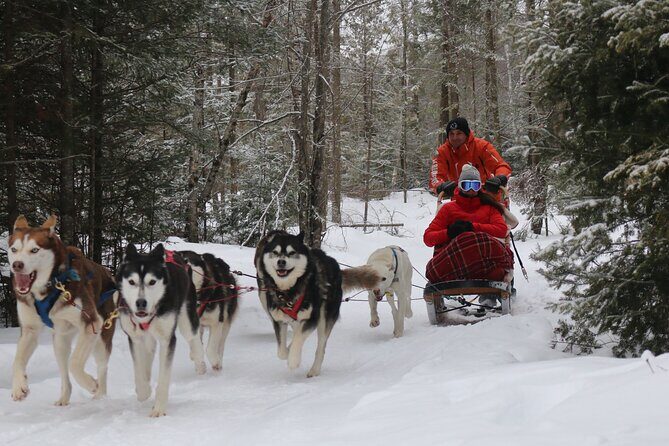 Mont Tremblant Dogsledding Valley Adventure - Authentic Insights from Other Travelers