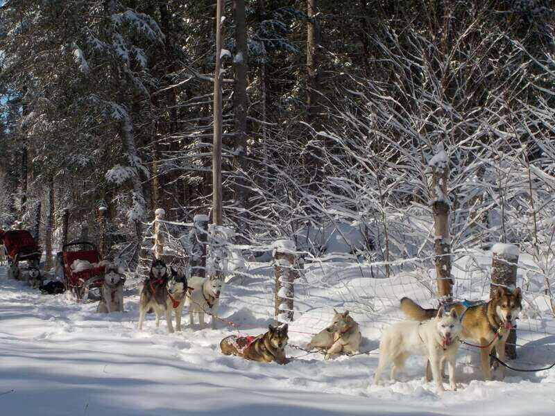 Mont-Tremblant: Dogsledding Valley Adventure - Who Is This Experience Best For?
