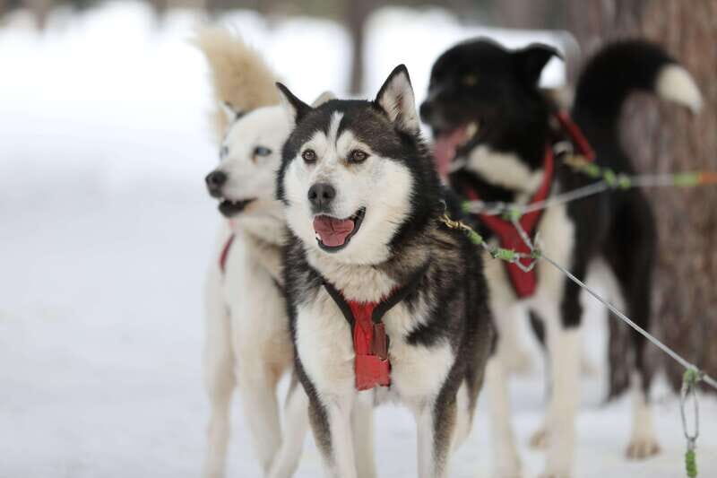 Mont-Tremblant: Guided Dogsledding Tour with Hot Chocolate - The Value of the Experience
