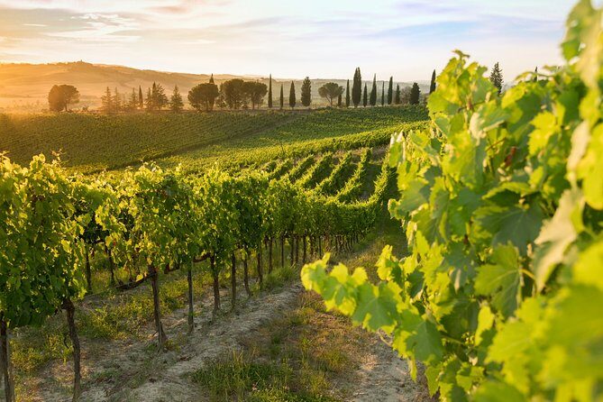 Montalcino: Brunello Wine Tasting Experience - What Makes This Tour Stand Out?