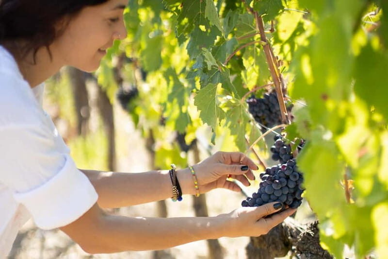 Montalcino: Winery Tour & Brunello Vertical Tasting - Final Thoughts