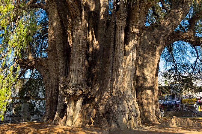 Monte Alban Tree of the Tule Mezcal and Teotitlan del Valle Tour - Final Thoughts