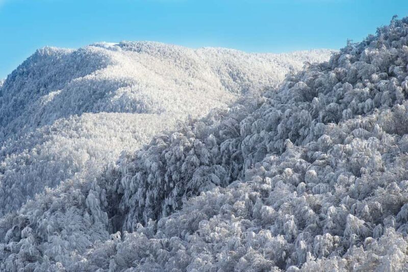 Monte Falco: Snowshoeing in the Casentino Forests Park - Setting the Scene: What to Expect on the Snowshoeing Tour