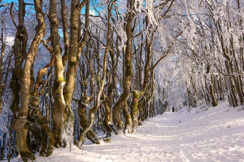 Monte Falco: Snowshoeing in the Casentino Forests Park - The Experience and Its Value