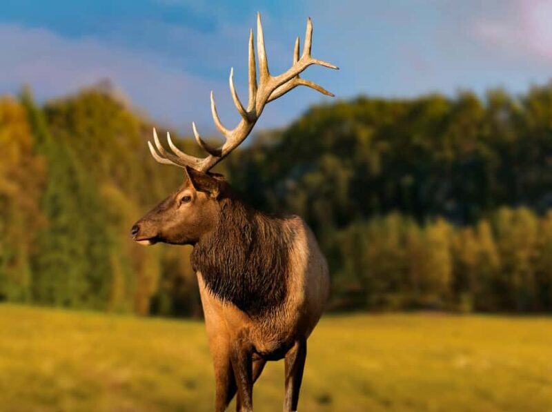 Montebello, QC: General Admission to Parc Omega - An Inside Look at Parc Omega: What You Can Expect