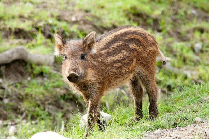 Montebello, QC: General Admission to Parc Omega - Cultural and Historical Highlights