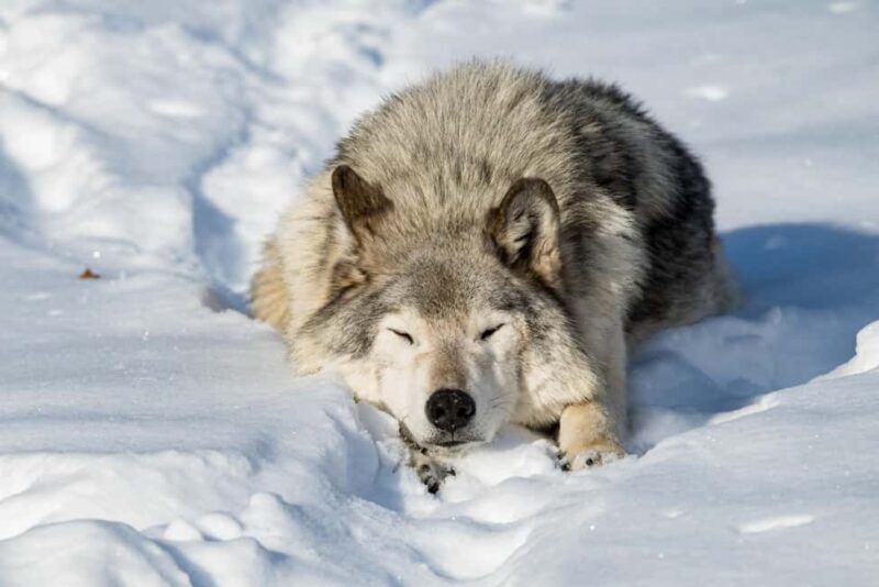 Montebello, QC: General Admission to Parc Omega - Practical Tips for Visiting Parc Omega