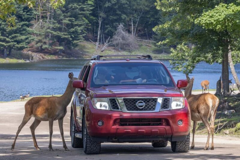 Montebello, QC: General Admission to Parc Omega - The Verdict: Is It Worth It?
