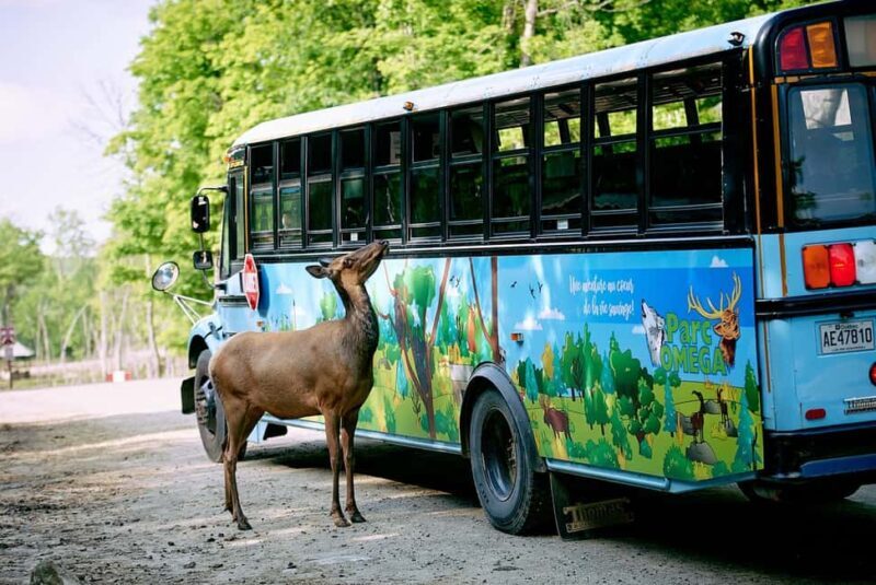 Montebello, QC: Morning VIP Tour at Parc Oméga - Practical Details and Tips