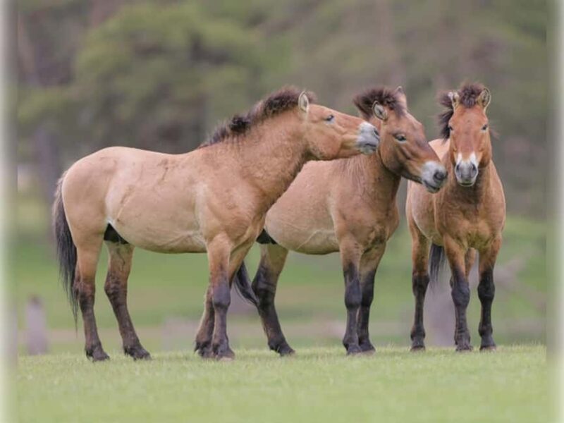 Montebello, QC: Morning VIP Tour at Parc Oméga - What Do the Reviews Say?