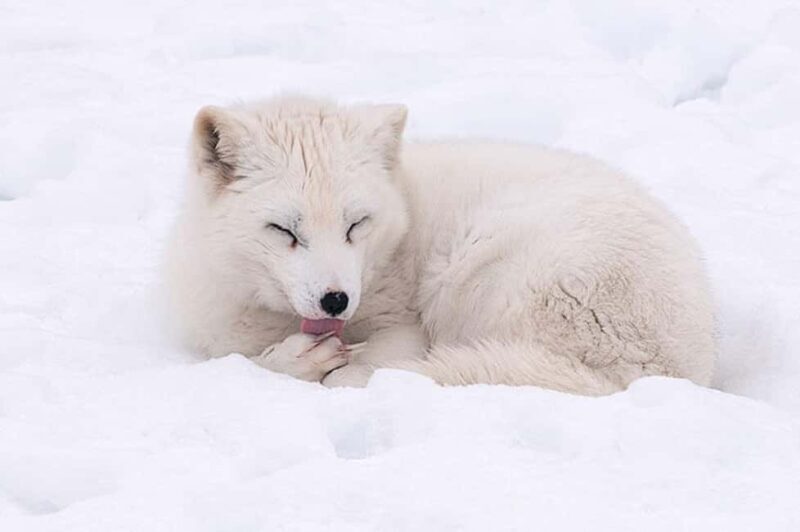 Montebello, QC: Morning VIP Tour at Parc Oméga - The Sum Up