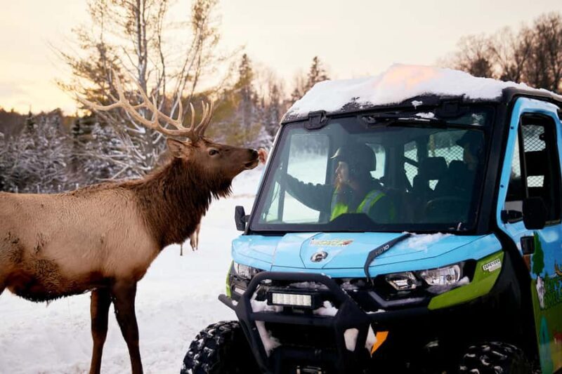Montebello, QC: Omega Park Guided Animal Feeding in All-Terrain Vehicle - Montebello, QC: Omega Park Guided Animal Feeding in All-Terrain Vehicle