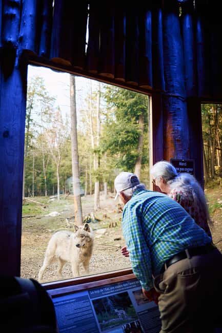 Montebello, QC: Parc Omega Wolves Experience with Cocktail & Guide - The Wolf Watching Experience