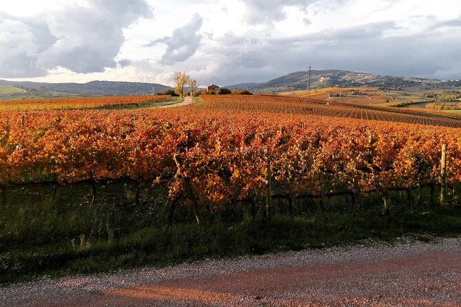 Montefalco: Historic cellar and vineyard tour with wine tasting - Who Should Book This Tour?