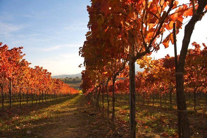 Montefalco: Winery and Oil Mill Tour in with Light Lunch - Final Thoughts