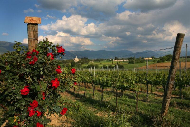 Montefalco: Winery and Vineyard Tour and Private Tasting - The Real Value of This Tour
