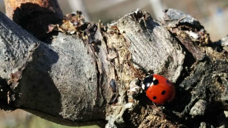 MONTEMELINO RARE WINES SELECTION - Key Points