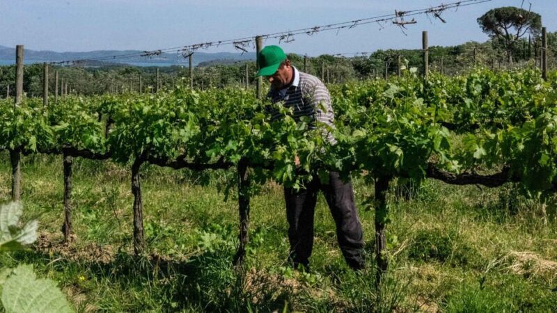 MONTEMELINO RARE WINES SELECTION - The Experience: A Detailed Look