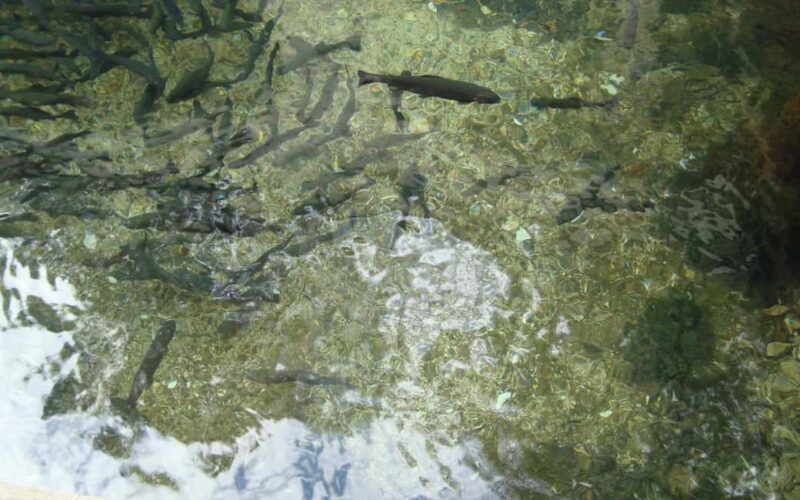 Montenegro & Bosnia 2 Countries in 1 Day Tour from Dubrovnik - An In-Depth Look at the Tour