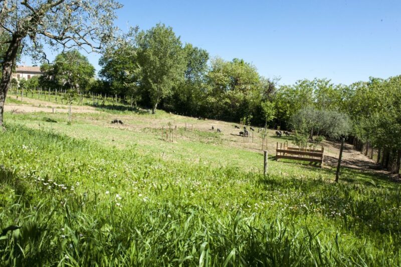 Montepulciano: Cinta Senese Tour With Food Tasting - The Food and Drink Tasting