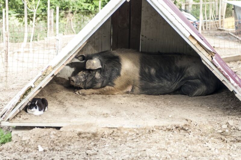 Montepulciano: Cinta Senese Tour With Food Tasting - Practical Details and Considerations
