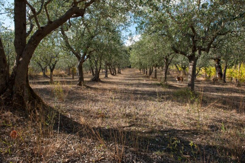 Montepulciano: Cinta Senese Tour With Food Tasting - Final Thoughts
