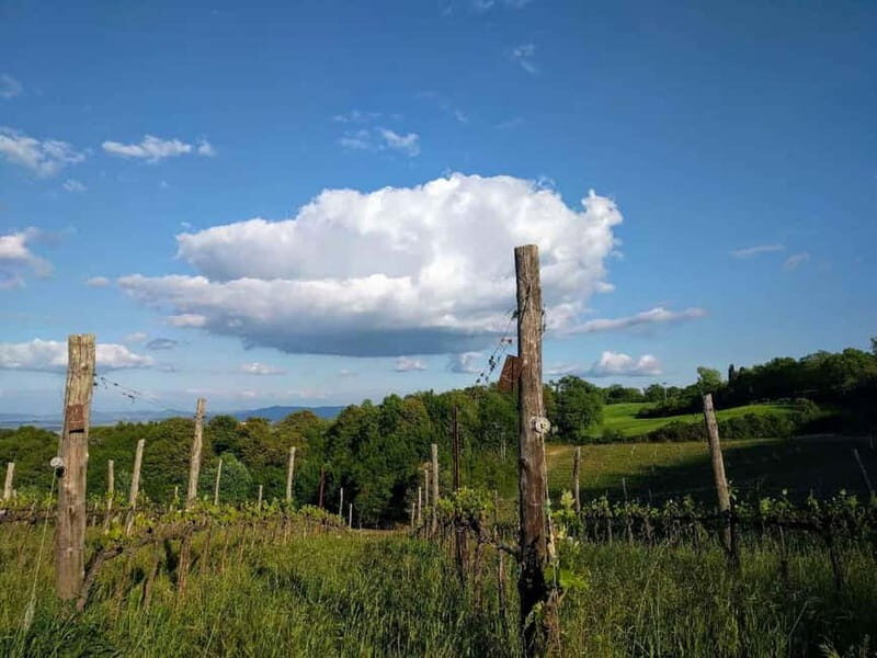 MONTEPULCIANO - PIC NIC WITH WINE! SURROUNDED BY VINEYARDS - Frequently Asked Questions (FAQs)